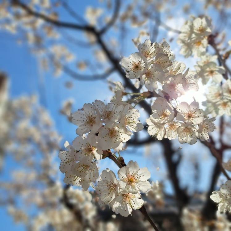 春を軽やかに過ごすための『内側からのケア』と『運動』の話