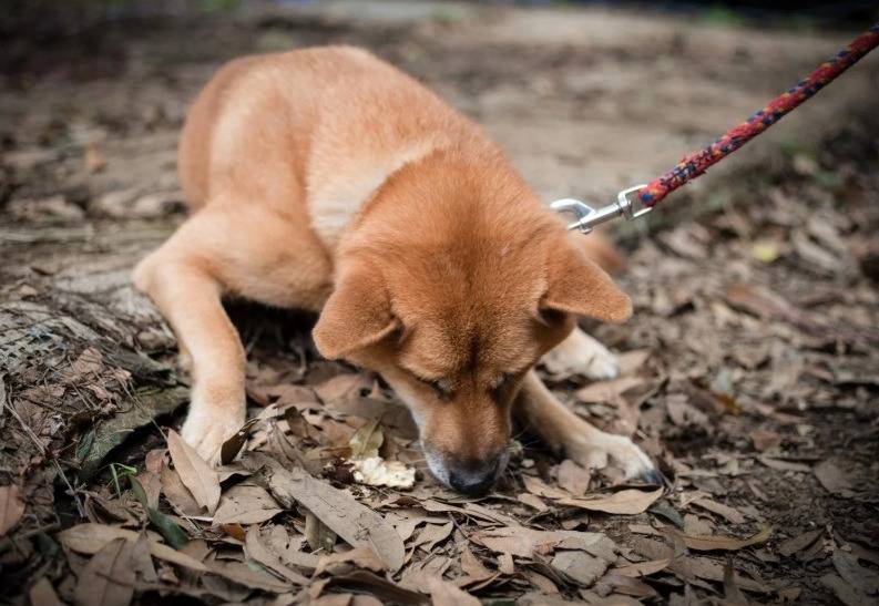 堺市の公園で犬に危険が!毒餌事件と飼い主の不安