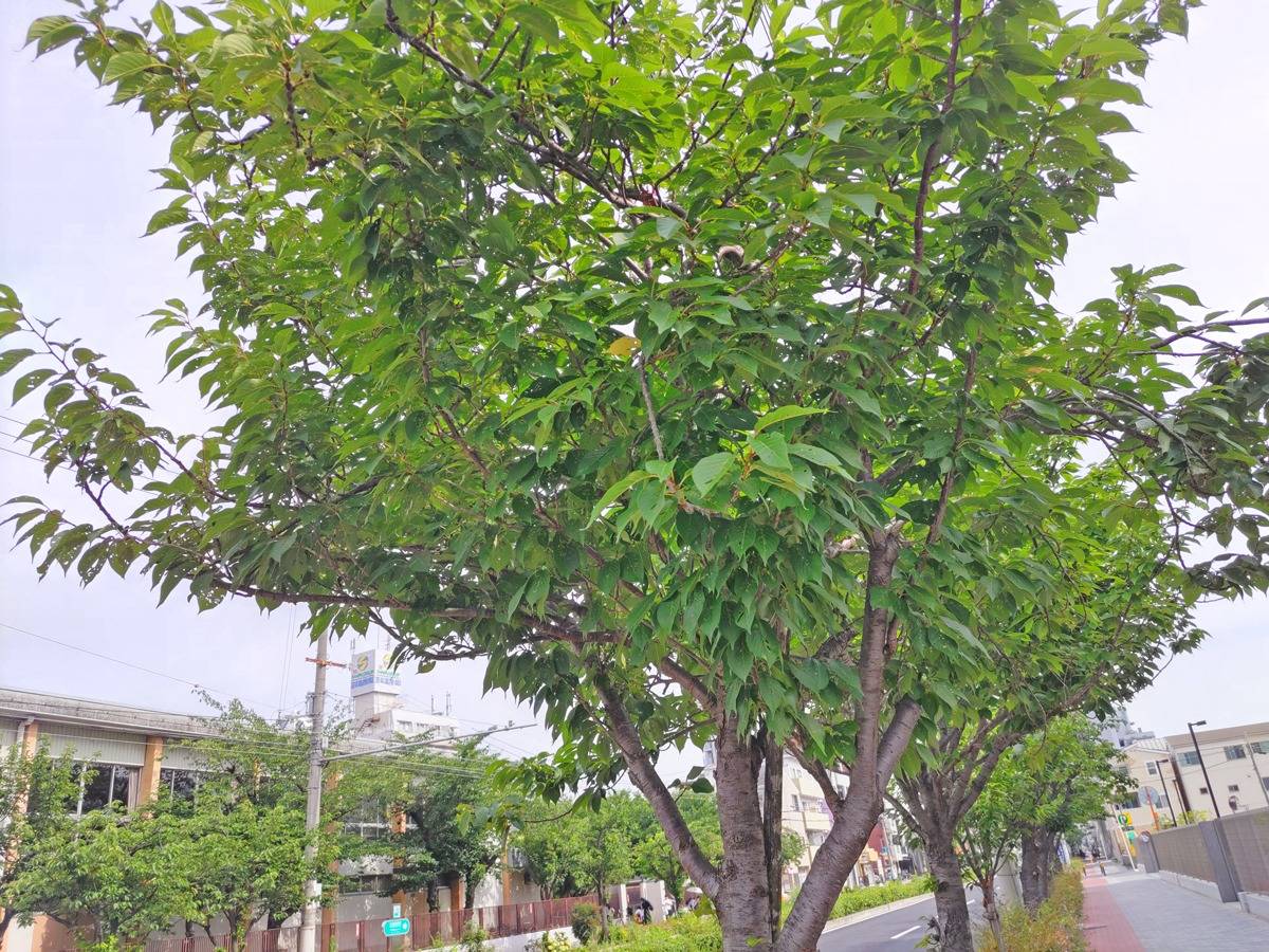 梅雨の晴れ間に