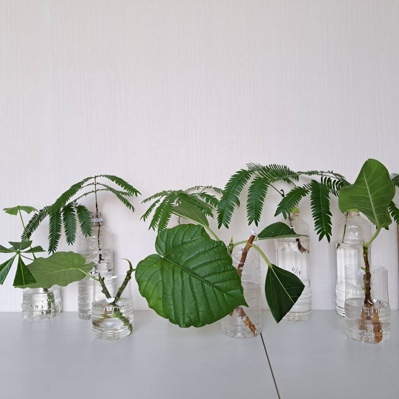 植物のあるオフィスで、心地よい毎日を