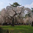 春の訪れと、インスタLIVEのお知らせ。今のあなたに最適なのは「自宅派？ジム派？」4月1日19時