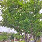 梅雨の晴れ間に