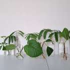 植物のあるオフィスで、心地よい毎日を